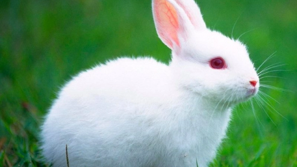 conejo testeo en animales