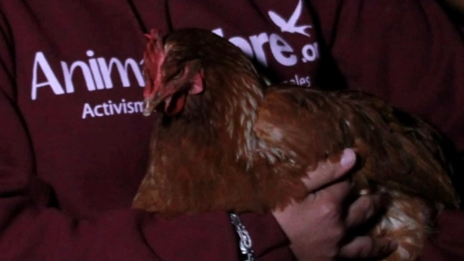 Animal Libre rescata a 20 gallinas desde la industria del huevo
