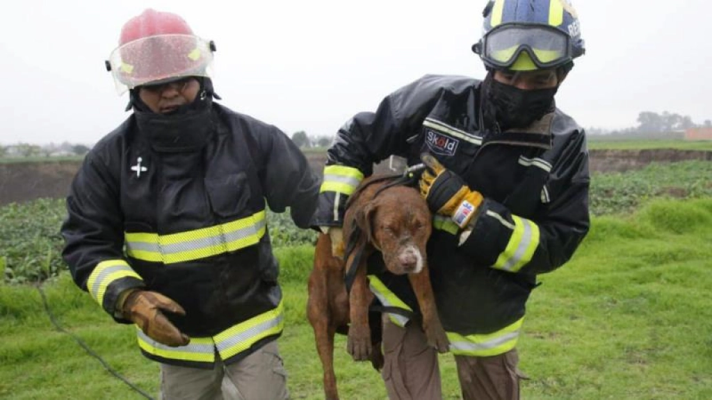 rescate perros socavón