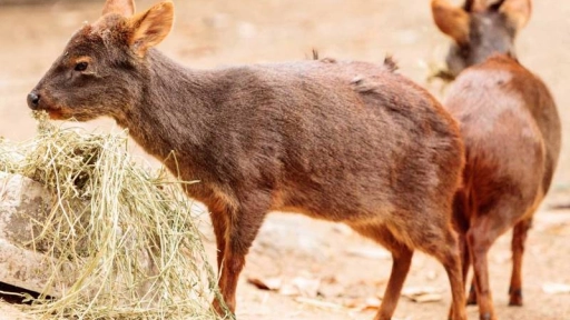 Zona Entre Ríos es protegida con 20 años de prohibición de caza