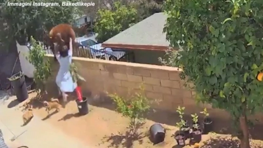 Mujer se enfrenta a un oso para salvar a sus perros