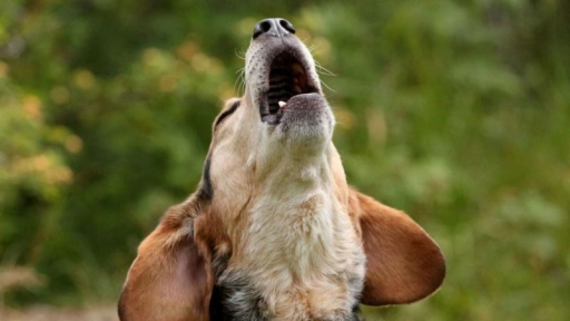 Por qué los perros aúllan cuando escuchan sirenas