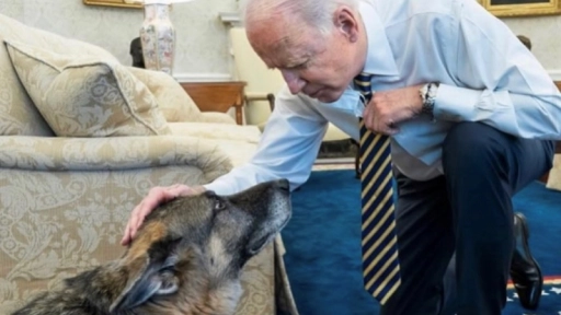 Muere Champ: Uno de los perros del presidente Joe Biden