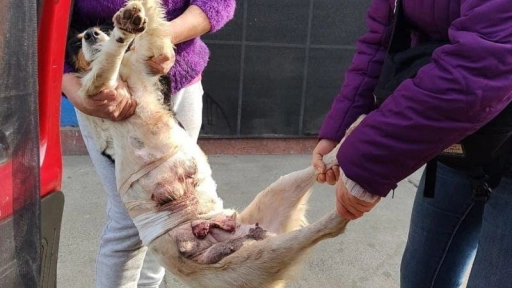 Impactante caso de maltrato: Abandonan  perrita con cortes junto a sus cachorros