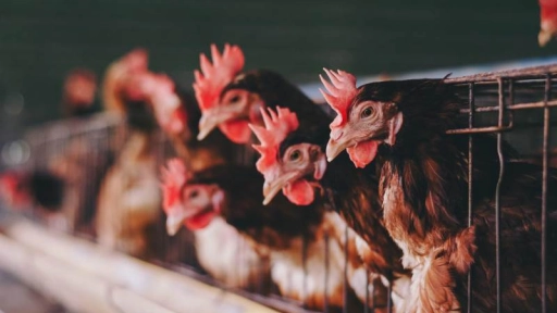 Comisión Europea determina que producción animal en jaulas debe acabar en la UE
