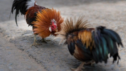 Realizan peleas de gallos en Quillota