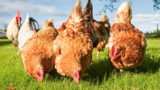 Supermercados se comprometen con la venta de huevos de gallinas libres de jaula