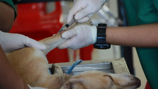 Emergencias veterinarias: Entre el 1% y el 3% de los animales afectados sobrevive fuera de una clínica
