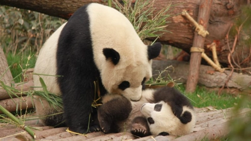 China anuncia que el oso panda ya no es una especie en peligro
