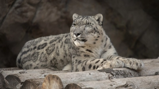 COVID-19: Leopardo de las nieves se contagia en Zoo de San Diego