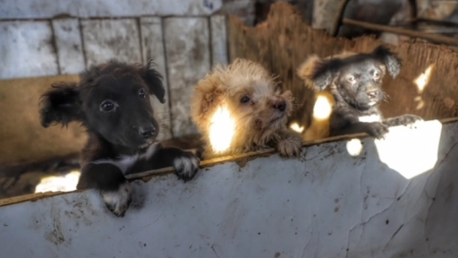 Rescatan 19 perros y 17 gatos desde una casa en Puente Alto