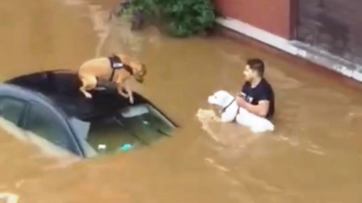 Europa: Hombre rescata a dos perros en inundación
