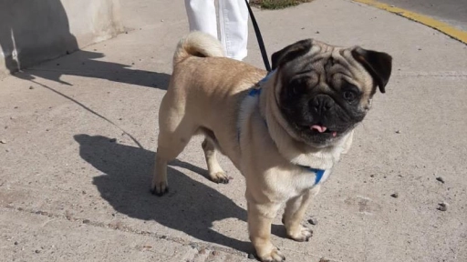¡Apareció Frank! El perrito Pug robado en La Serena
