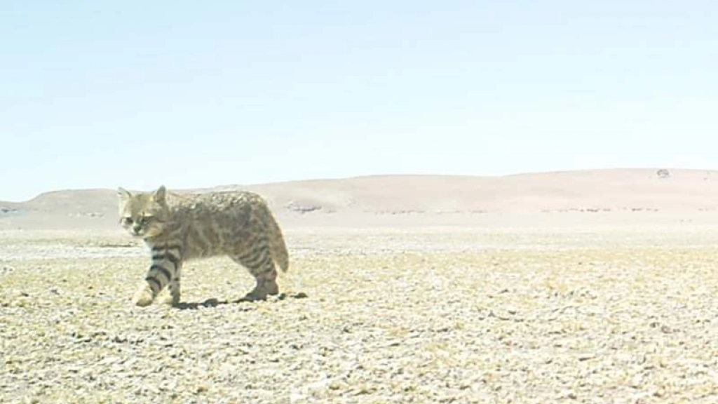 gato del desierto
