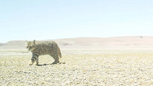 CONAF detecta al gato del desierto en la Reserva Nacional Los Flamencos