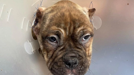 PDI incauta cachorro al que le mutilaron las orejas