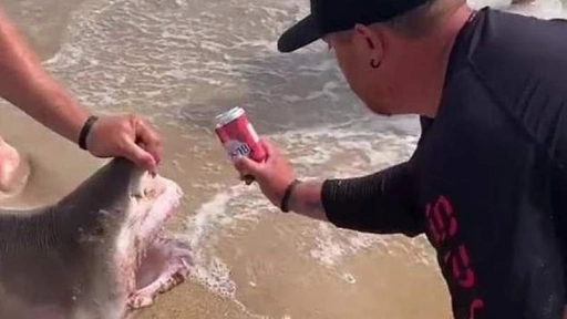 Indignación por pescadores que usan dientes de tiburón para abrir una cerveza