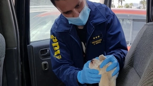 Detectives rescatan cachorro que llevaba horas encerrado en un auto