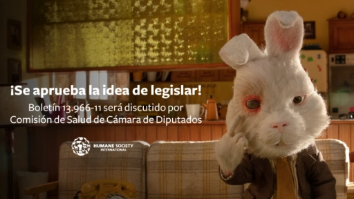 El 72% de los chilenos cree que pruebas con animales deberían estar prohibidas