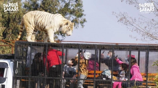 Trabajadora del Parque Safari fallece tras ser atacada por un tigre