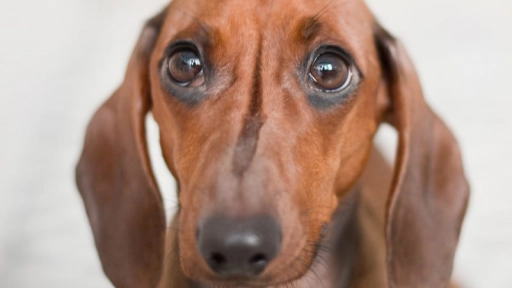 Estudio: Perros entienden cuando los humanos los engañan