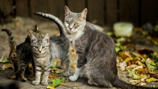 Día Mundial del Gato: Consejos para preparar la llegada de un nuevo felino a la familia