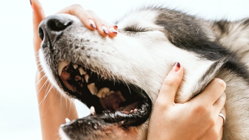 Colmevet Aconcagua alerta por aumento de casos de tos de las perreras
