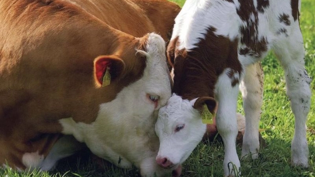 vaca semana mundial sin lácteos