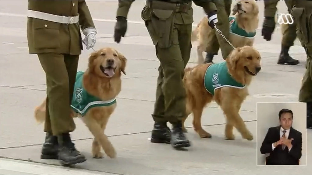 perros parada militar