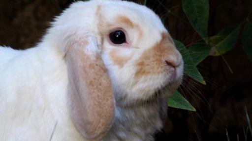 Bunny Fest online: Para amantes de los conejos