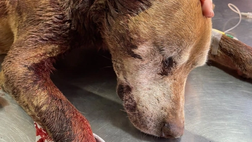 Perro baleado en Maipú: Perdió uno de sus ojos debido a un proyectil