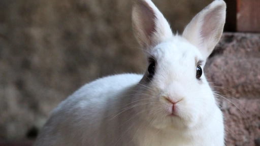 Bunny Fest 2021: Bunny Lovers celebra el Mes del Conejo con evento online