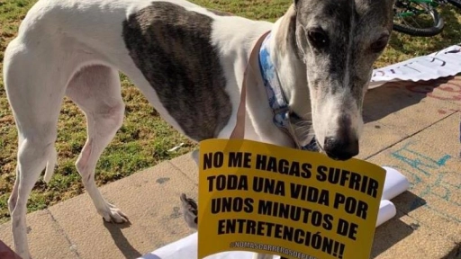 Presentan segundo Proyecto de ley para prohibir las carreras de perros