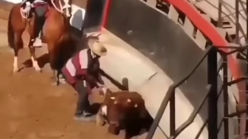 Denuncian maltrato animal en rodeo en Melipilla
