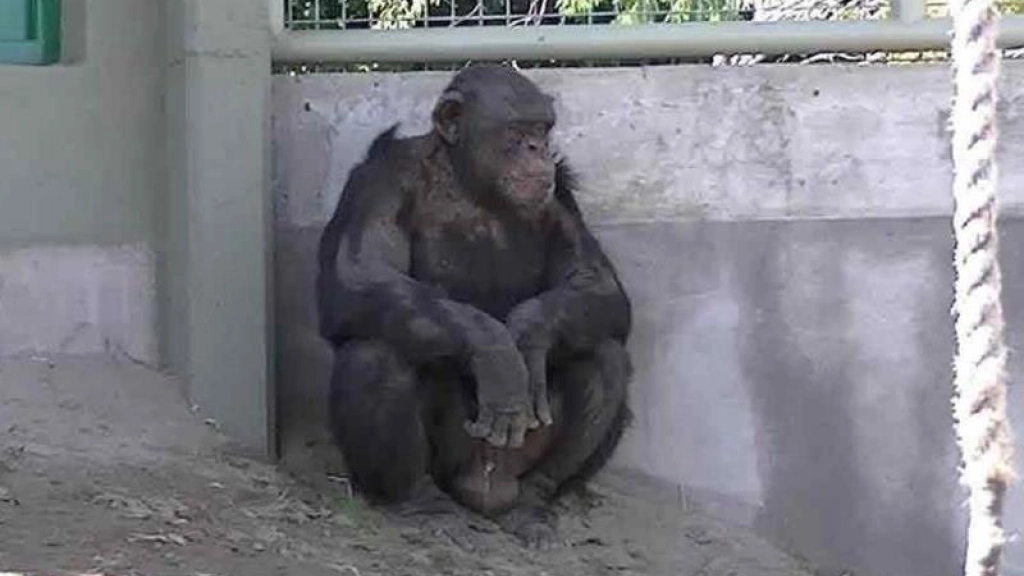 chimpancé Toti