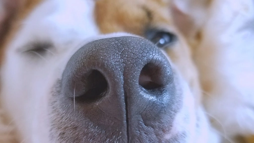 ¿Tu perro tiene la nariz seca? 