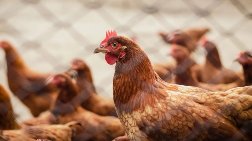 62% de los chilenos les preocupa las condiciones de vida de las gallinas ponedoras