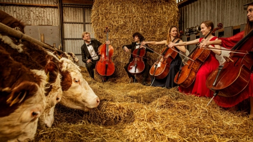 Realizan conciertos de música clásica para vacas