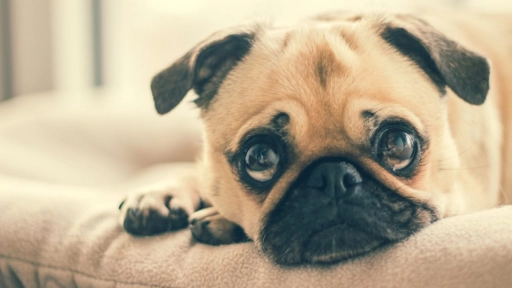 Veterinarios europeos lanzan campaña contra compra de perros braquicéfalos