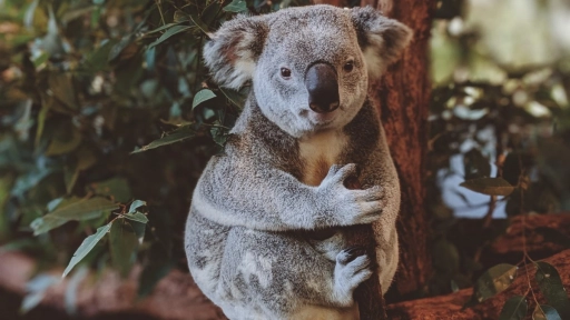 400 koalas serán vacunados contra la clamidia