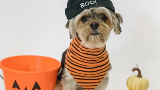Halloween: Consejos para disfrazar a tus animales de forma segura