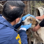 DANTESCO: Más de 20 perros rescatados por maltrato