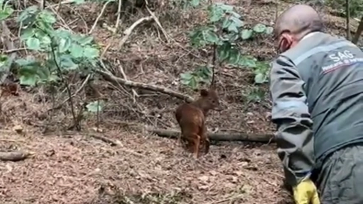 SAG libera pudú en su hábitat natural