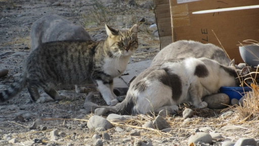 Sin contacto con humanos: La vida de los gatos ferales