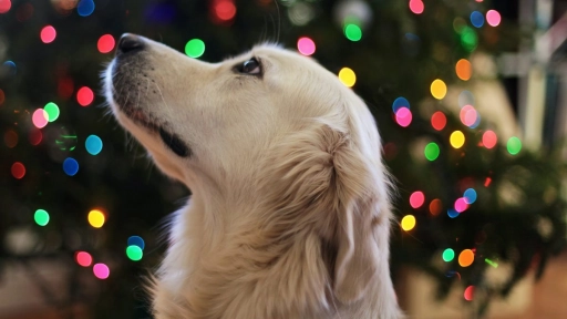 Navidad: Encuentra el regalo ideal para tus animales