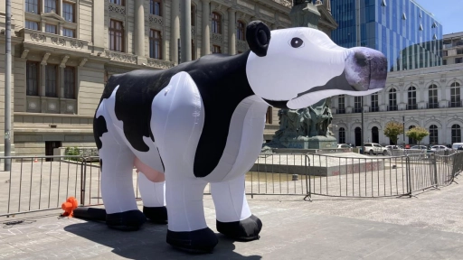 #NoSonMuebles: Vaca se toma el frontis de la Convención Constituyente para conseguir respaldo a la campaña