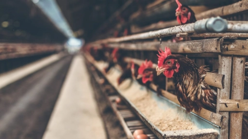 Nueva investigación devela las crueles cifras de la industria avícola peruana