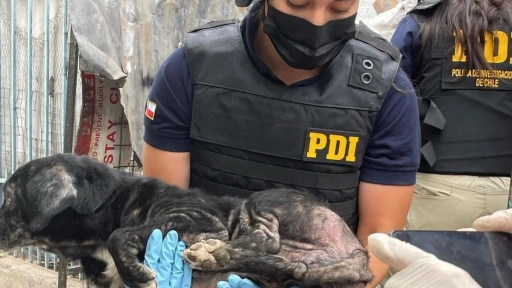 PDI y Fundación Ayuda Callejeros rescatan 13 perros en Renca