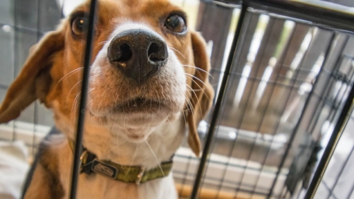 Indignación en España: Sacrificarán 38 cachorros de perros Beagle
