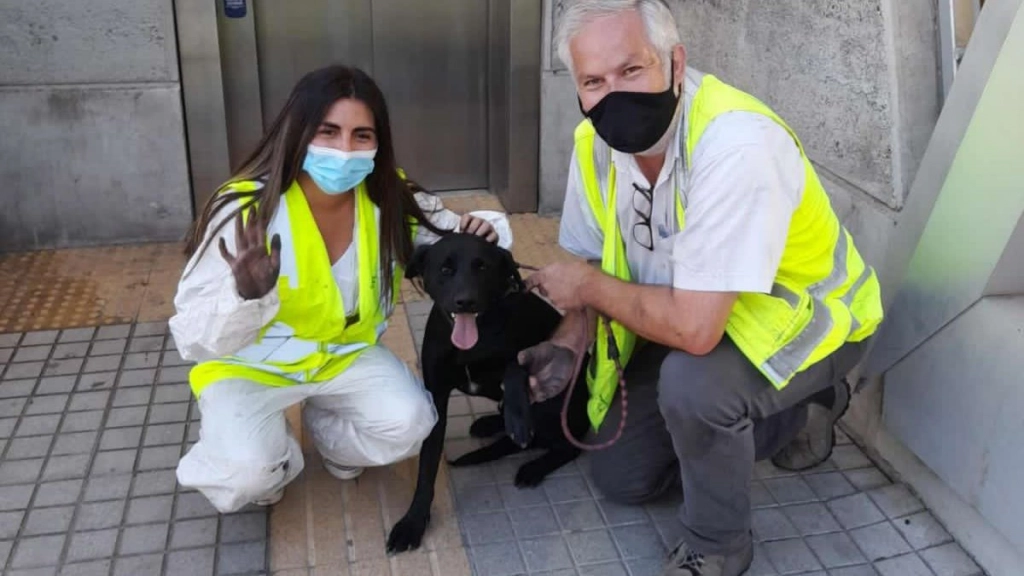 rescate perro Metro